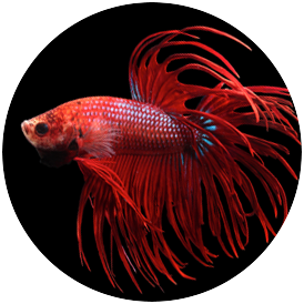 Variety best sale fighter fish